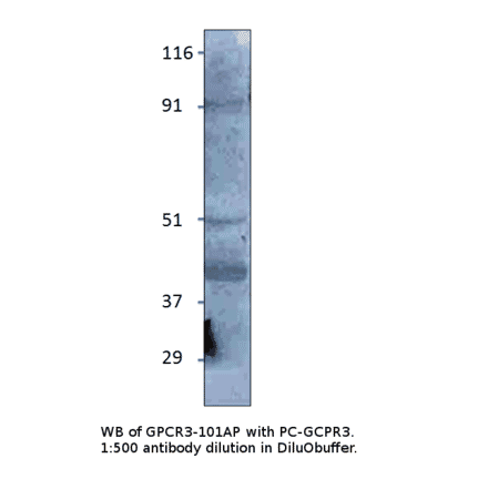 Anti-GPCR GPR3 Antibody from FabGennix (GPCR3-101AP) - Antibodies.com