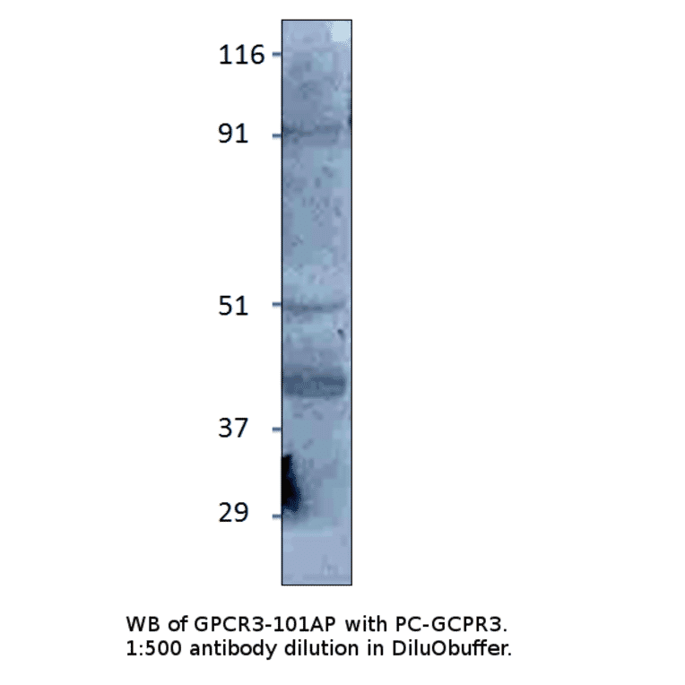 Anti-GPCR GPR3 Antibody from FabGennix (GPCR3-101AP) - Antibodies.com