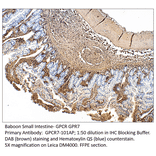 Anti-GPCR GPR7 Antibody from FabGennix (GPCR7-101AP) - Antibodies.com