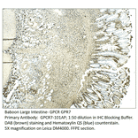 Anti-GPCR GPR7 Antibody from FabGennix (GPCR7-101AP) - Antibodies.com