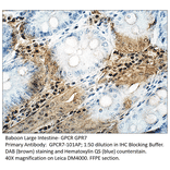 Anti-GPCR GPR7 Antibody from FabGennix (GPCR7-101AP) - Antibodies.com