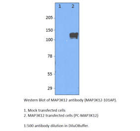 Anti-MAP3K12 Antibody from FabGennix (MAP3K12-101AP) - Antibodies.com
