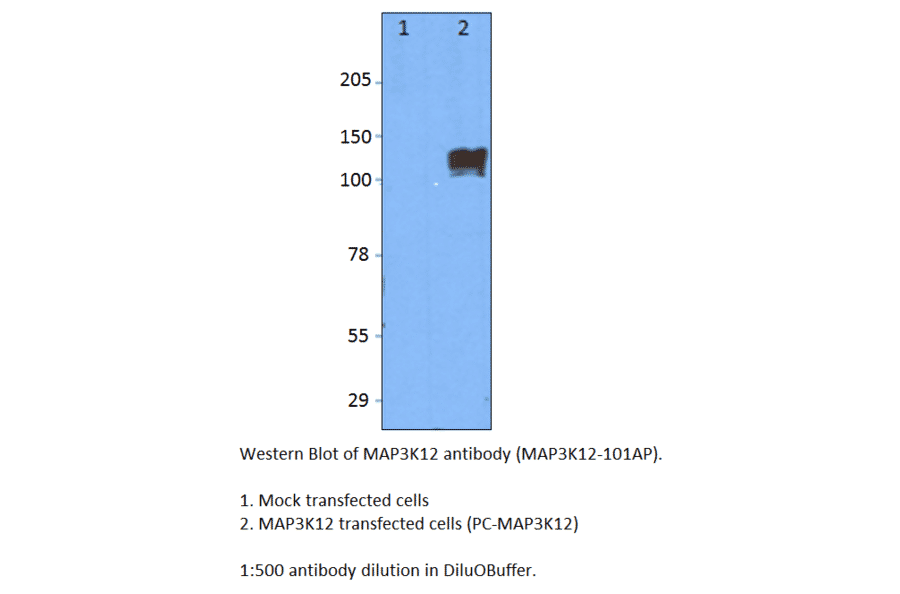 Anti-MAP3K12 Antibody from FabGennix (MAP3K12-101AP) - Antibodies.com