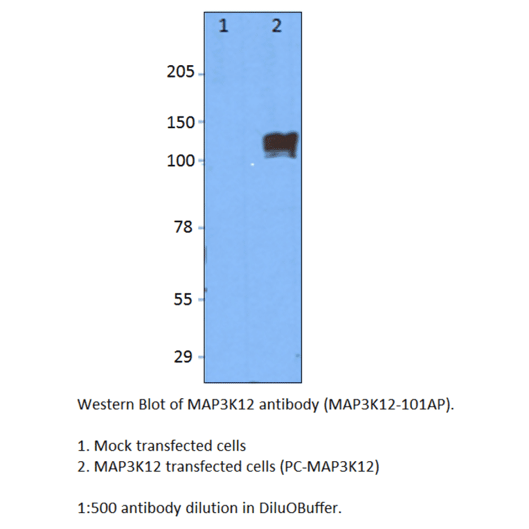 Anti-MAP3K12 Antibody from FabGennix (MAP3K12-101AP) - Antibodies.com