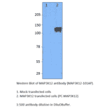 Anti-MAP3K12 Antibody from FabGennix (MAP3K12-101AP) - Antibodies.com