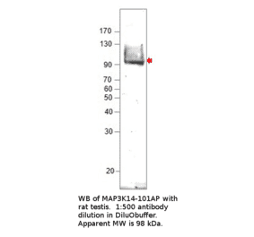 Anti-MAP3K14 Antibody from FabGennix (MAP3K14-101AP) - Antibodies.com