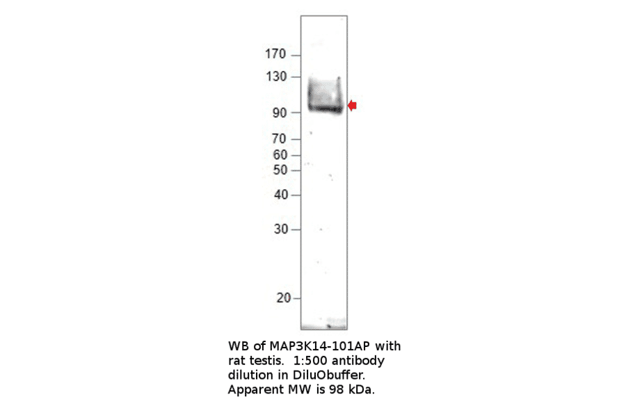Anti-MAP3K14 Antibody from FabGennix (MAP3K14-101AP) - Antibodies.com