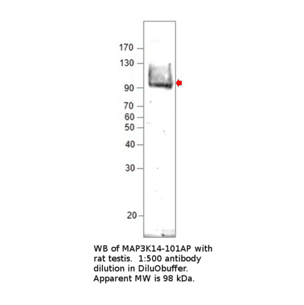 Anti-MAP3K14 Antibody from FabGennix (MAP3K14-101AP) - Antibodies.com