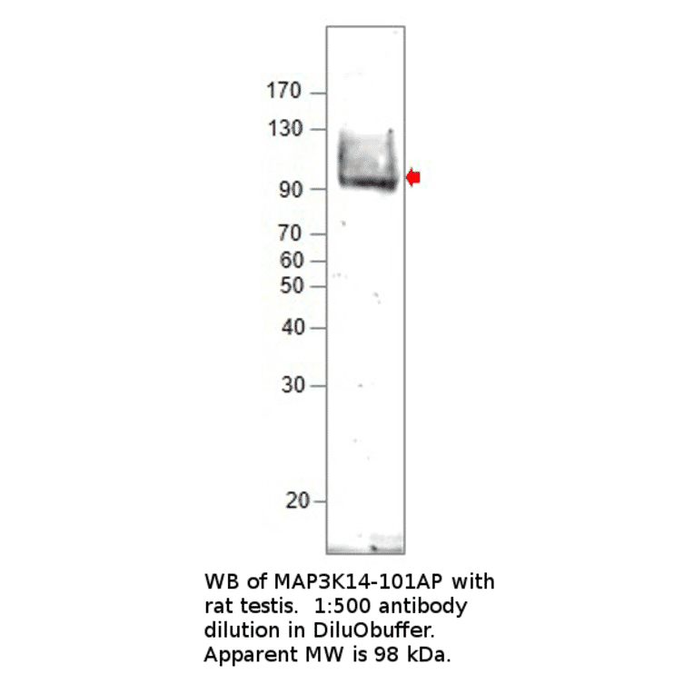 Anti-MAP3K14 Antibody from FabGennix (MAP3K14-101AP) - Antibodies.com