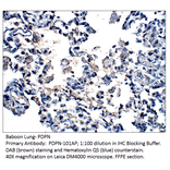 Anti-Podoplanin Antibody from FabGennix (PDPN-101AP) - Antibodies.com
