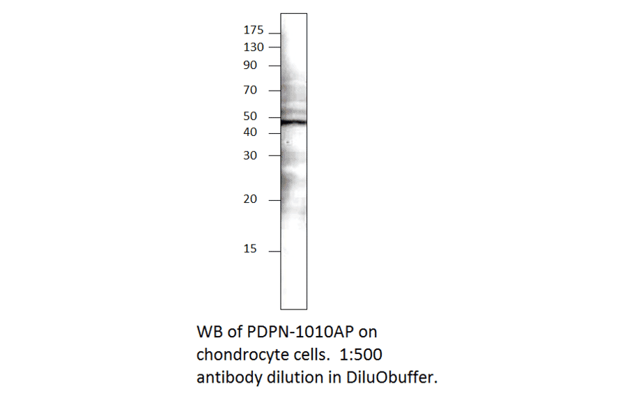 Anti-Podoplanin Antibody from FabGennix (PDPN-101AP) - Antibodies.com