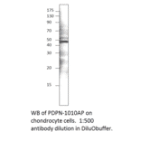 Anti-Podoplanin Antibody from FabGennix (PDPN-101AP) - Antibodies.com