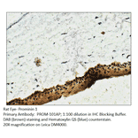 Anti-Prominin 1 Antibody from FabGennix (PROM-101AP) - Antibodies.com