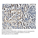 Anti-Prominin 2 Antibody from FabGennix (PROM-201AP) - Antibodies.com