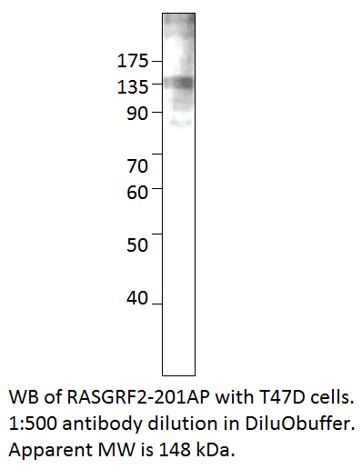 Anti-RASGRF2 Antibody