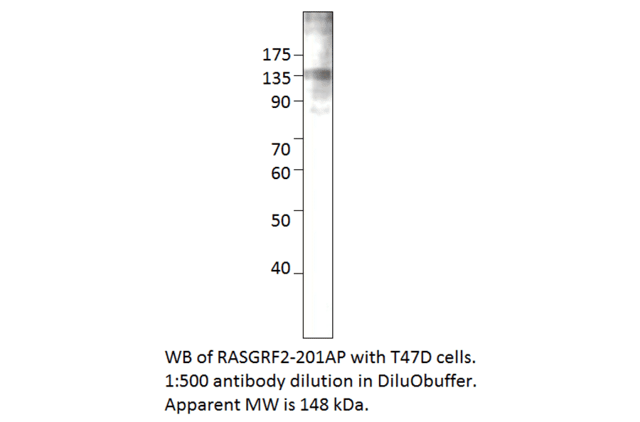 Anti-RASGRF2 Antibody from FabGennix (RASGRF2-201AP) - Antibodies.com