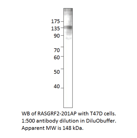 Anti-RASGRF2 Antibody from FabGennix (RASGRF2-201AP) - Antibodies.com