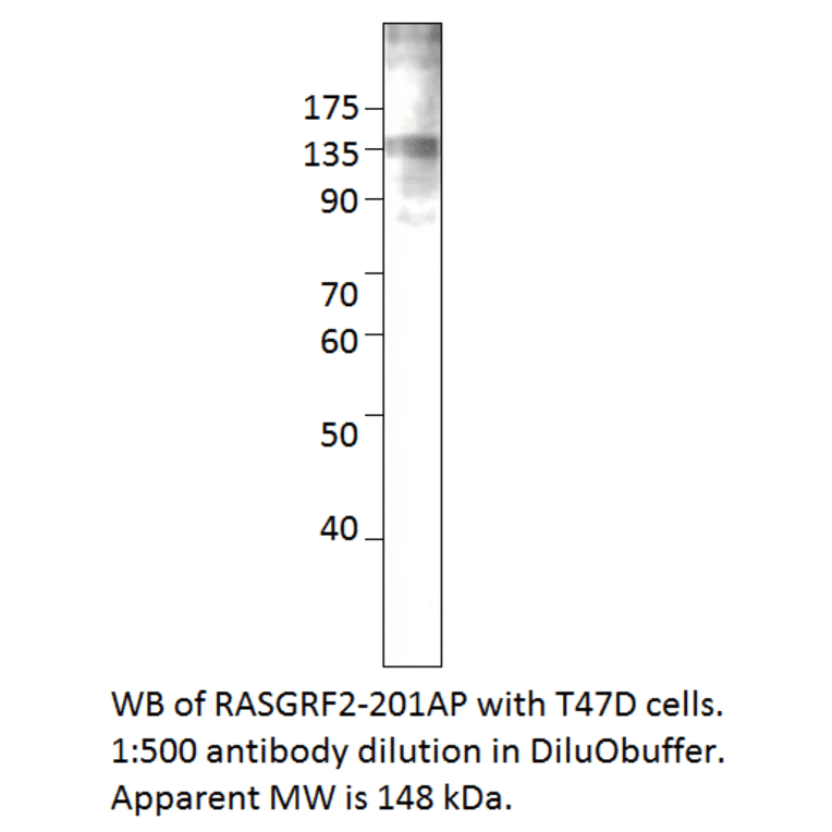 Anti-RASGRF2 Antibody from FabGennix (RASGRF2-201AP) - Antibodies.com