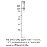 Anti-RASGRF2 Antibody from FabGennix (RASGRF2-201AP) - Antibodies.com