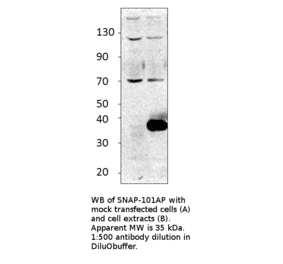 Anti-Alpha SNAP Antibody from FabGennix (SNAP-101AP) - Antibodies.com