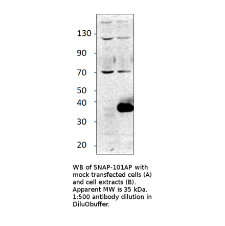 Anti-Alpha SNAP Antibody from FabGennix (SNAP-101AP) - Antibodies.com