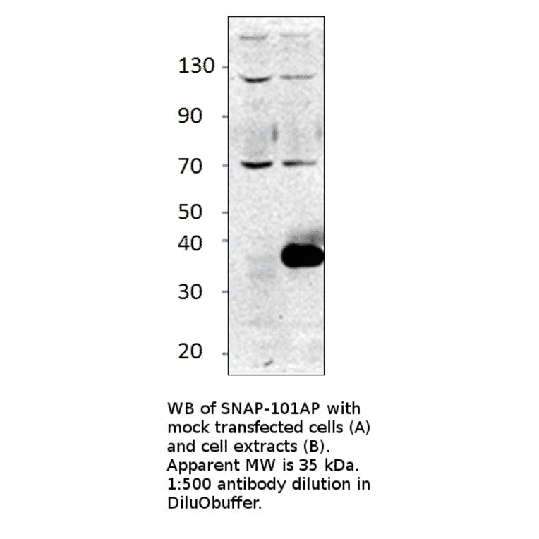 Anti-Alpha SNAP Antibody from FabGennix (SNAP-101AP) - Antibodies.com