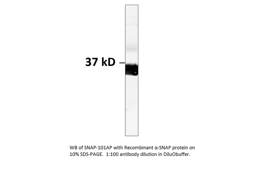 Anti-Alpha SNAP Antibody from FabGennix (SNAP-101AP) - Antibodies.com