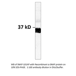 Anti-Alpha SNAP Antibody from FabGennix (SNAP-101AP) - Antibodies.com