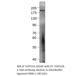 Anti-Topoisomerase II alpha Antibody from FabGennix (TOPO2A-201AP) - Antibodies.com
