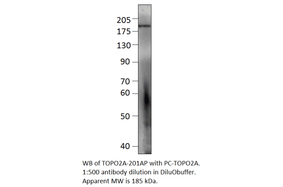 Anti-Topoisomerase II alpha Antibody from FabGennix (TOPO2A-201AP) - Antibodies.com