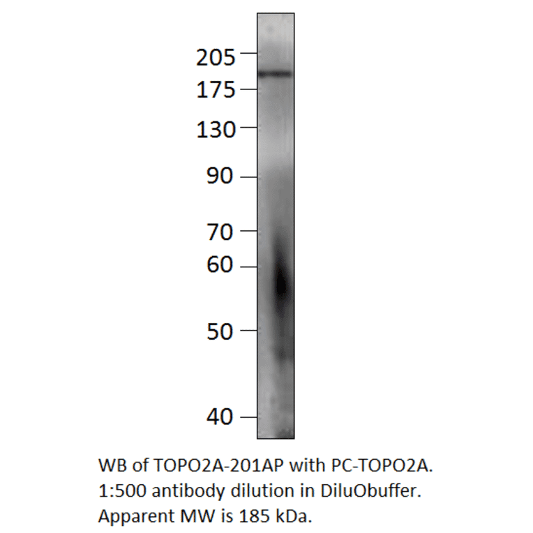 Anti-Topoisomerase II alpha Antibody from FabGennix (TOPO2A-201AP) - Antibodies.com
