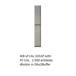 Anti-Calretinin Antibody from FabGennix (CAL-101AP) - Antibodies.com