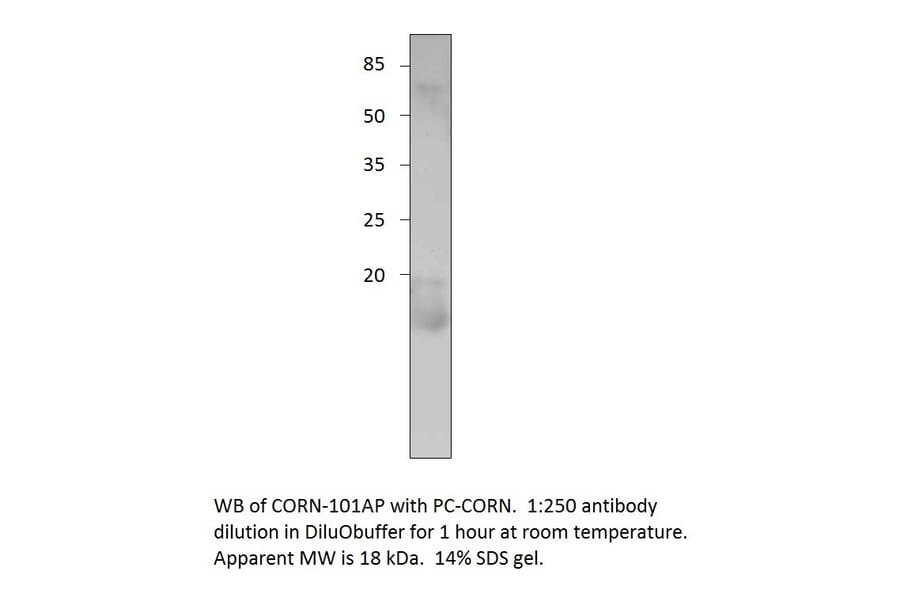 Anti-Cornichon Antibody from FabGennix (CORN-101AP) - Antibodies.com