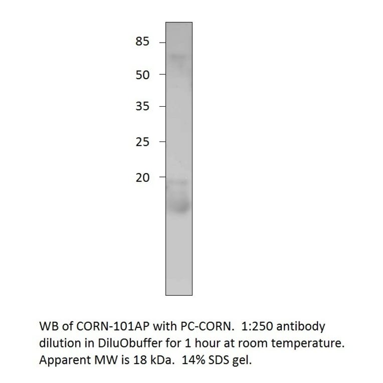 Anti-Cornichon Antibody from FabGennix (CORN-101AP) - Antibodies.com