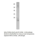 Anti-Cornichon Antibody from FabGennix (CORN-101AP) - Antibodies.com