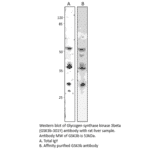 Anti-GSK3 beta Antibody from FabGennix (GSK3B-301Y) - Antibodies.com