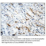 Anti-GSK3 beta Antibody from FabGennix (GSK3B-301Y) - Antibodies.com