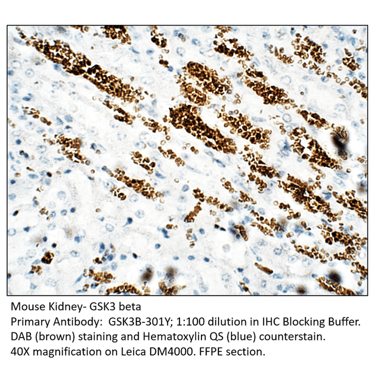 Anti-GSK3 beta Antibody from FabGennix (GSK3B-301Y) - Antibodies.com