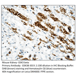 Anti-GSK3 beta Antibody from FabGennix (GSK3B-301Y) - Antibodies.com