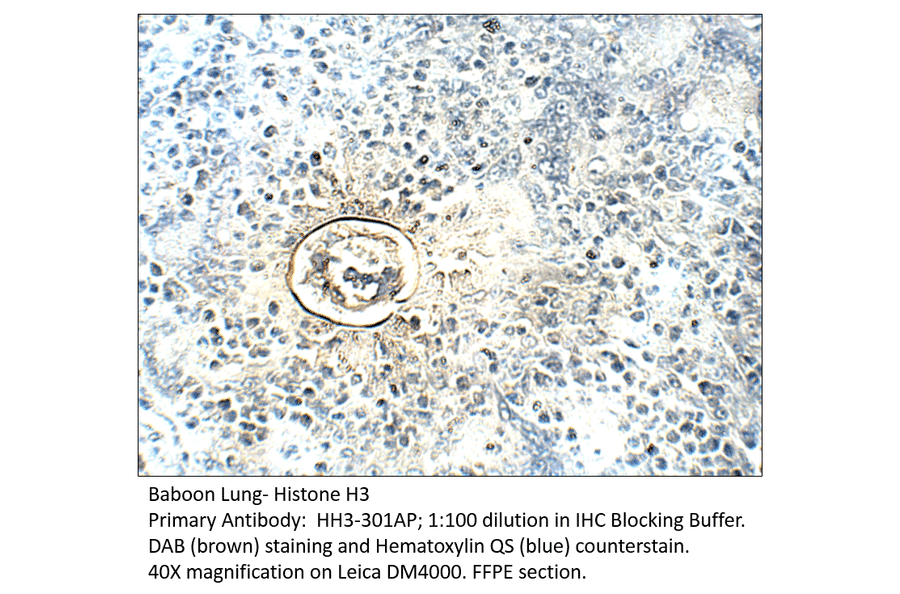 Anti-Histone H3 Antibody from FabGennix (HH3-301AP) - Antibodies.com