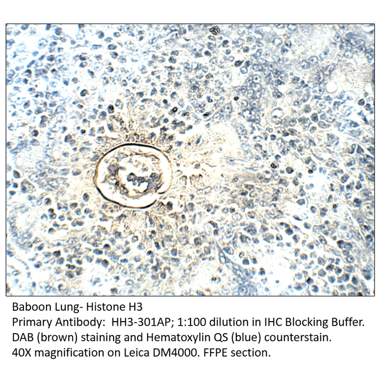 Anti-Histone H3 Antibody from FabGennix (HH3-301AP) - Antibodies.com