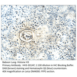Anti-Histone H3 Antibody from FabGennix (HH3-301AP) - Antibodies.com