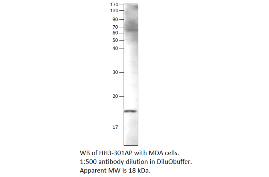 Anti-Histone H3 Antibody from FabGennix (HH3-301AP) - Antibodies.com