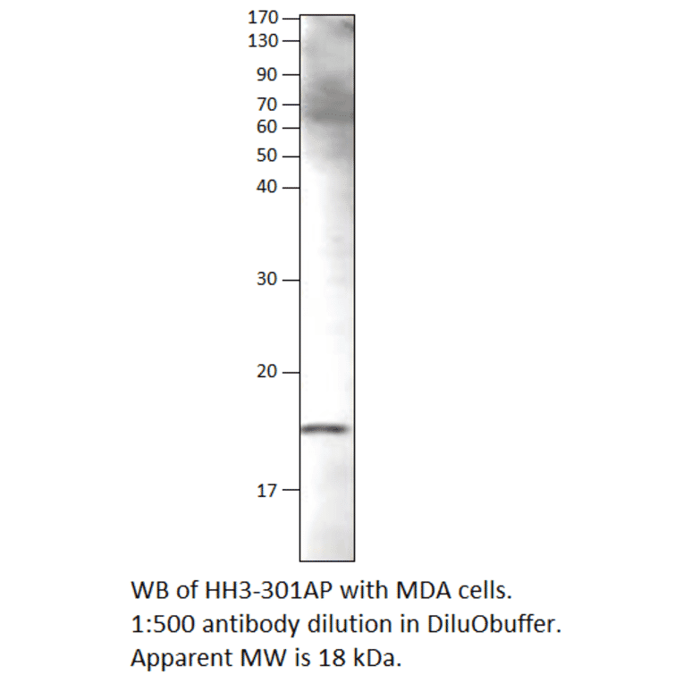 Anti-Histone H3 Antibody from FabGennix (HH3-301AP) - Antibodies.com