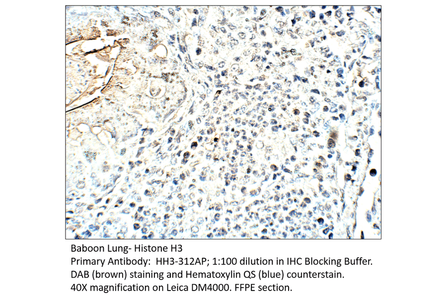 Anti-Histone H3 Antibody from FabGennix (HH3-312AP) - Antibodies.com