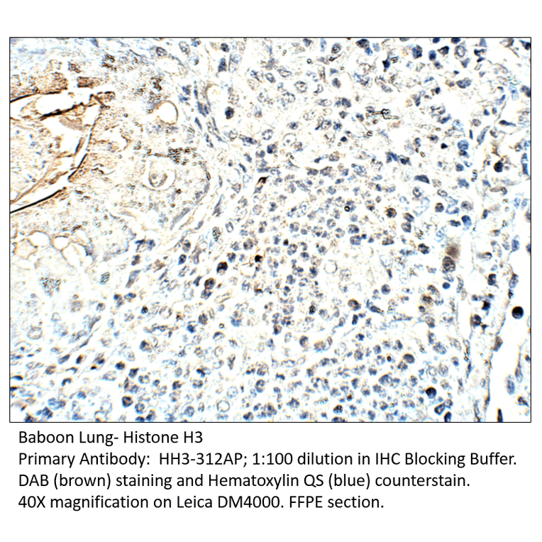 Anti-Histone H3 Antibody from FabGennix (HH3-312AP) - Antibodies.com