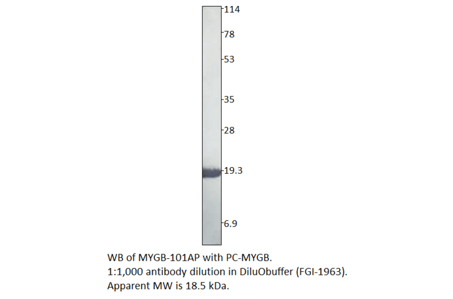 Anti-Myoglobin Antibody from FabGennix (MYGB-101AP) - Antibodies.com