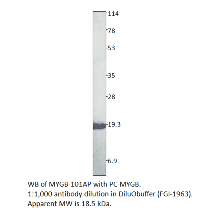 Anti-Myoglobin Antibody from FabGennix (MYGB-101AP) - Antibodies.com
