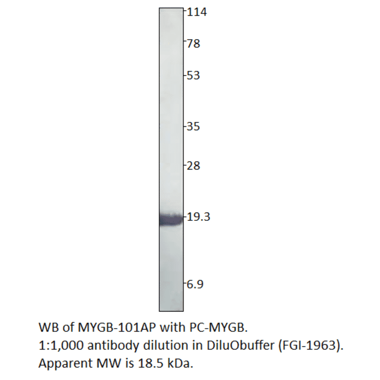 Anti-Myoglobin Antibody from FabGennix (MYGB-101AP) - Antibodies.com