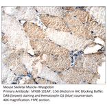 Anti-Myoglobin Antibody from FabGennix (MYGB-101AP) - Antibodies.com